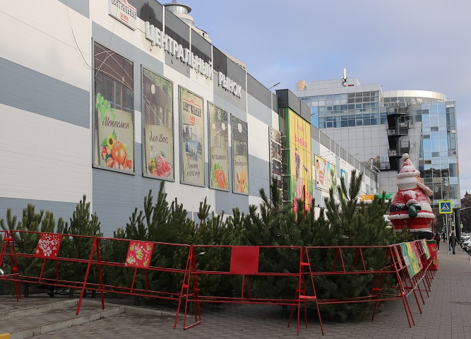 В Волгограде стали известны адреса торговых точек по продаже елей